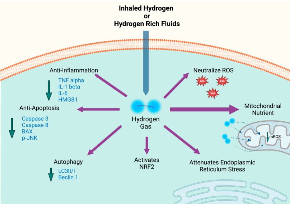 What is Hydrogen Therapy