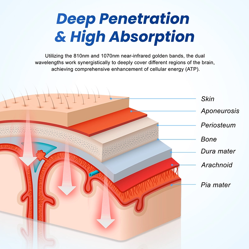 Deep Tissue Penetration 810nm 1070nm